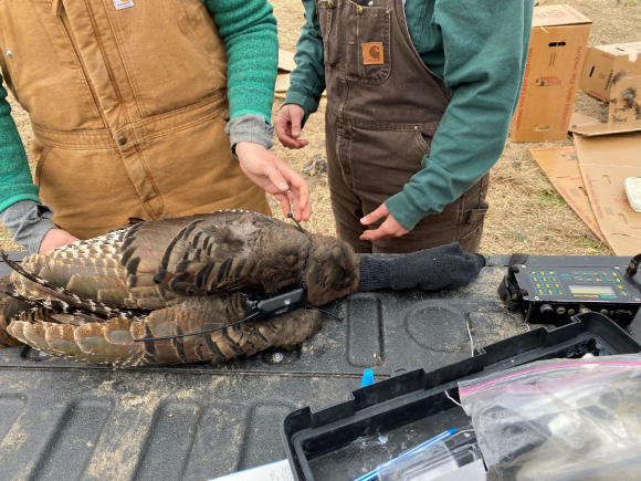 NWTF Tennessee Helps Add New Dimension to Wild Turkey Research