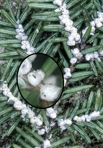 Michigan: invasive hemlock woolly adelgid found at Benzie County country club