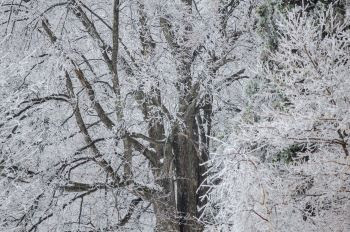 Tips for dealing with tree damage from winter storms and ice