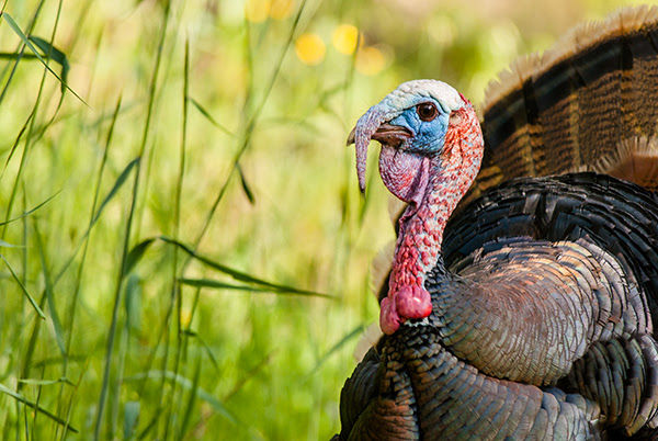 Michigan: 2023 Spring Turkey Drawing Results Available
