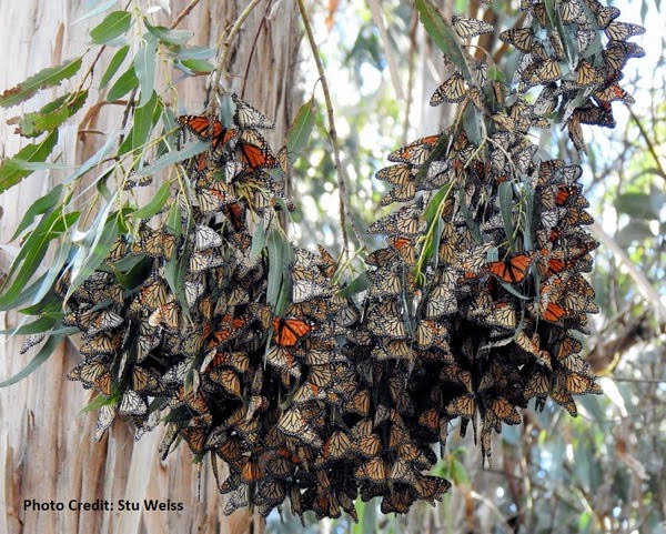 California: Fifteen Agencies Collaborate to Support Monarch and Pollinator Conservation Efforts