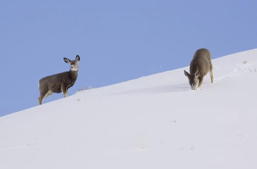 Wyoming: Cold Temperatures, Deep Snow Taking A Toll on Wyoming Wildlife