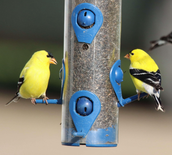 Spring Variety at Your Feeding Station