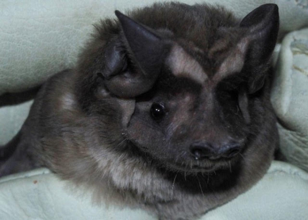 Florida: Bat Exclusions Should Occur Before April Bat Maternity Season Starts