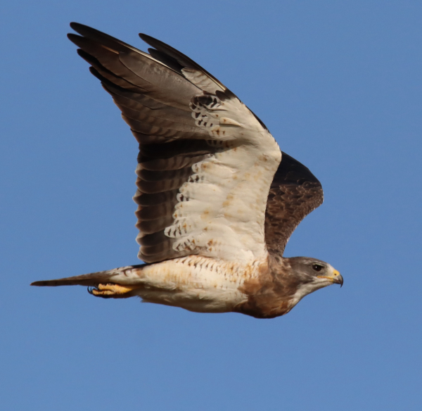 Hawks, Kites, & Vultures Migrating North