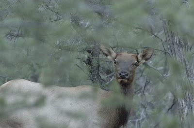 Arizona: leftover permit-tags remain for 2023 elk hunts