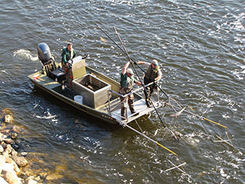 Michigan DNR collecting walleye eggs on Muskegon River this spring