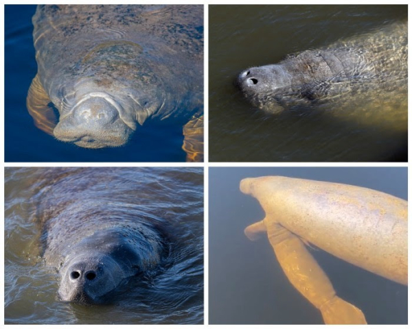 Manatees On The Move In Florida | Water World Wire