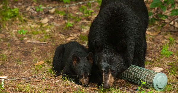 Bear-havior: Preventing problem bear behavior this spring