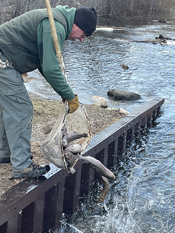Michigan: Large Trout Stocked in SE Michigan’s Huron River, Spring Mill Pond