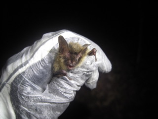 USFWS Reclassification of Northern Long-Eared Bat Comes Into Effect