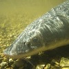 Michigan: Sturgeon for Tomorrow seeking volunteers to protect sturgeon along Black River