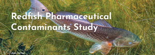 Florida Redfish On Drugs | Water Wire