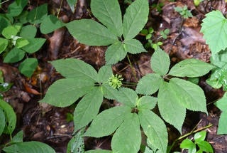 Ohio: DNR Sells $51,542 Worth of Forfeit Ginseng
