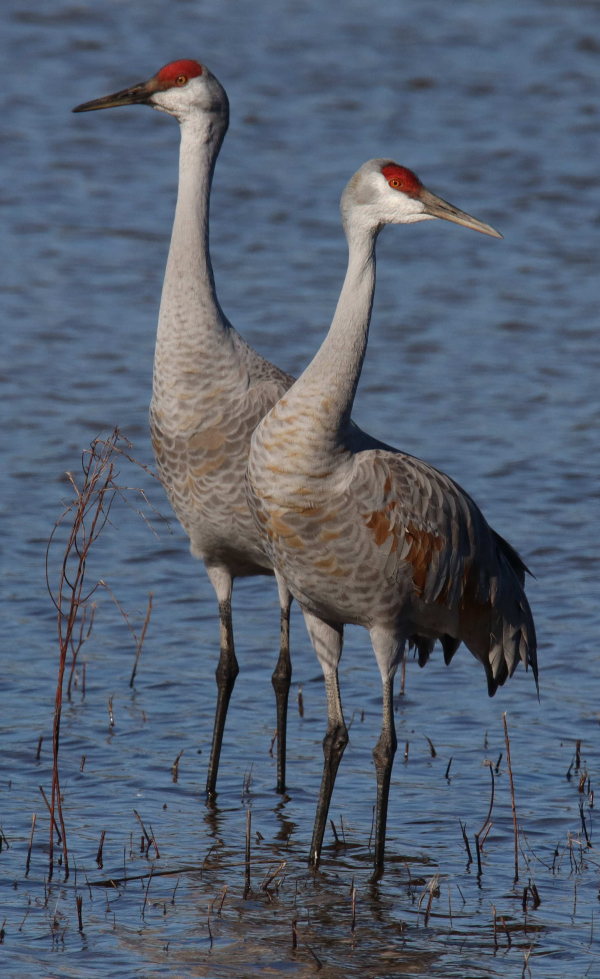 The Midwest Crane Count is April 15