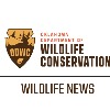 Oklahoma Department of Wildlife Commission Issues Statement on Arrow Rifles in Archery Season