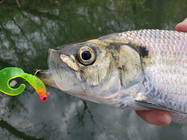 World's+Best+Crappie+Jig, This is a crappie jig and a shad dart.