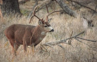 First Case of SAR-CoV-2 Detected in California Wildlife