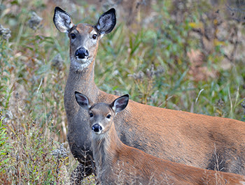 Michigan: DNR Announces $100,000 Awarded in UP Deer Habitat Grants