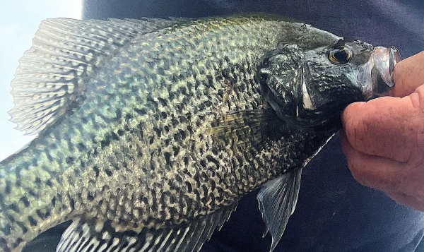 Here's how an Oklahoma expert finds these tasty panfish in