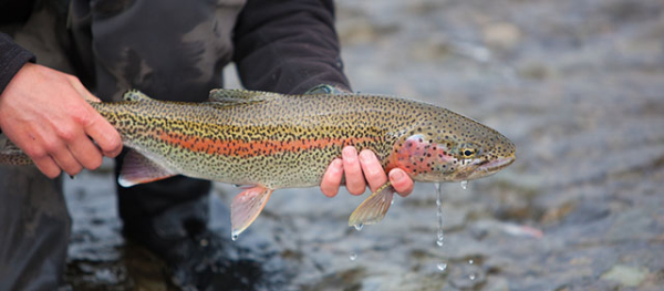 How to Catch Trout on Spinners - Brown Trout, Brook Trout, and Rainbow  Trout! (Colorado Fishing) 