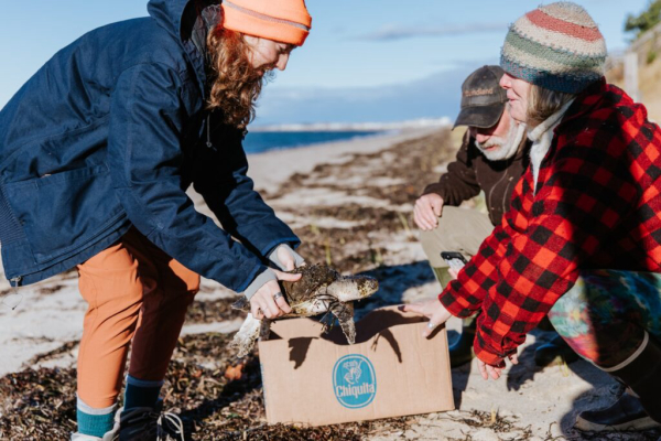 Wonders of Wildlife Partners in Nationwide Sea Turtle Rehabilitation Effort