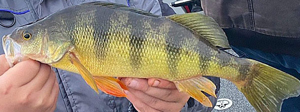 Yellow perch are everywhere in Upper Mississippi