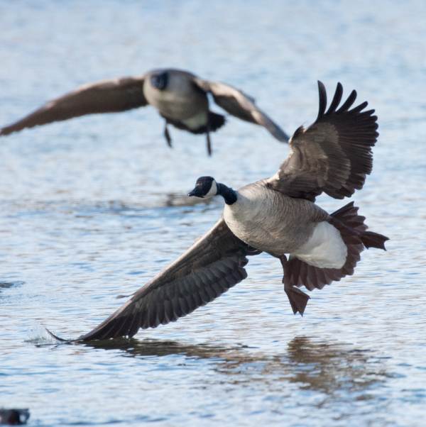 Sign Up to Join Ohio LandownerHunter Access Partnership Outdoor Wire