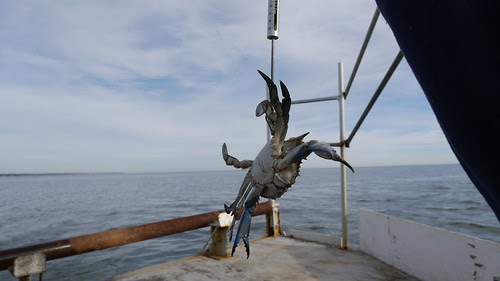Maryland DNR Reports Encouraging Results from the Chesapeake Bay Blue Crab Winter Dredge Survey