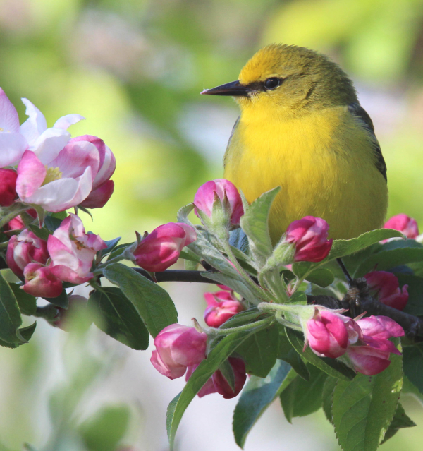 A Tree Can Be a Bird Magnet