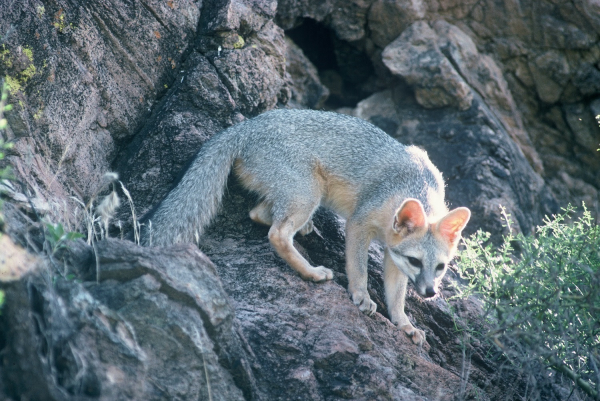 Arizona: rabies incident a reminder to enjoy wildlife from a distance, keep pets vaccinated