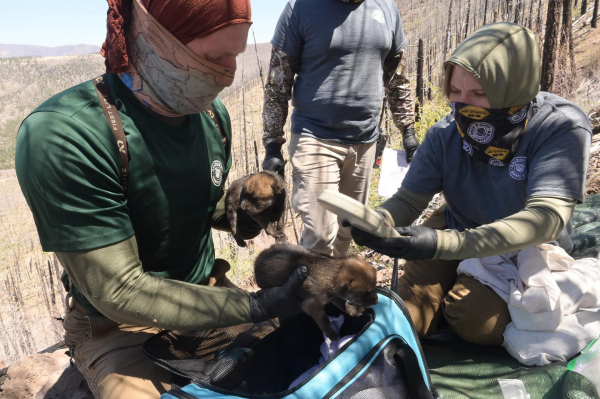 Arizona: Mexican Wolf Pup Fostering Continues to Drive Recovery Progress