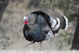 Arizona: don't wait until last minute to apply for 2023 fall hunts
