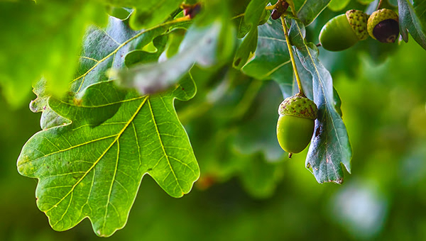 Michigan: Walk With a Forester