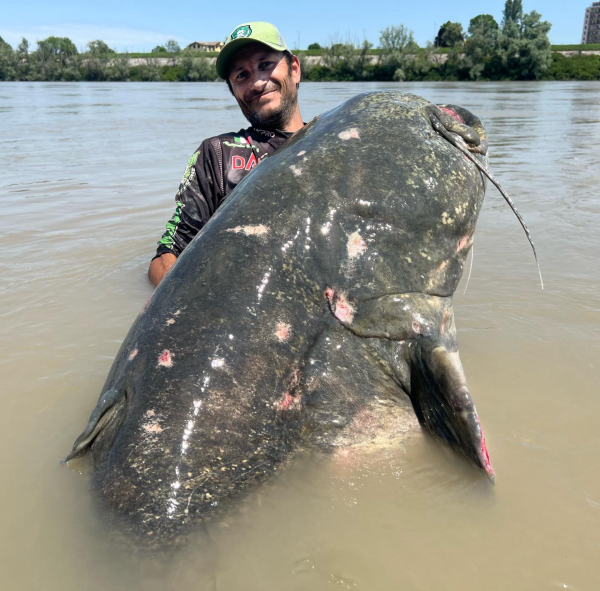 Potential new world record: 9'4 Wels Catfish