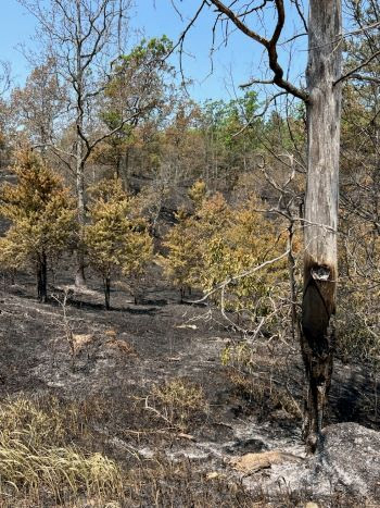 Michigan: crews continue working on wildfire southeast of Grayling, now more than 90% contained