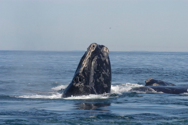 Congress: Save the Boaters, Save the Whales