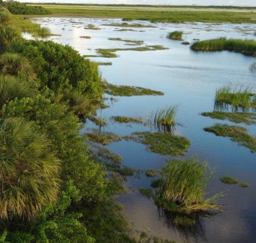 Ruling Could Threaten Wetlands That Aid Fisheries