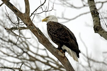 Bald eagles: From brink of extinction to robust recovery