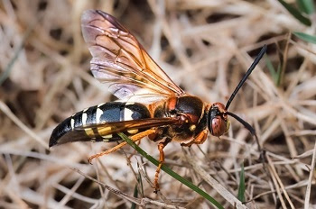 Cicada killer wasps are nothing to fear