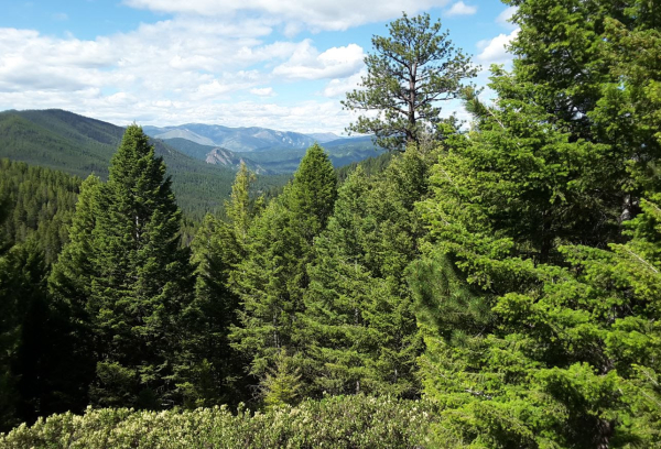 New MOU Targets Large Scale Restoration of Montana’s Bitterroot National Forest