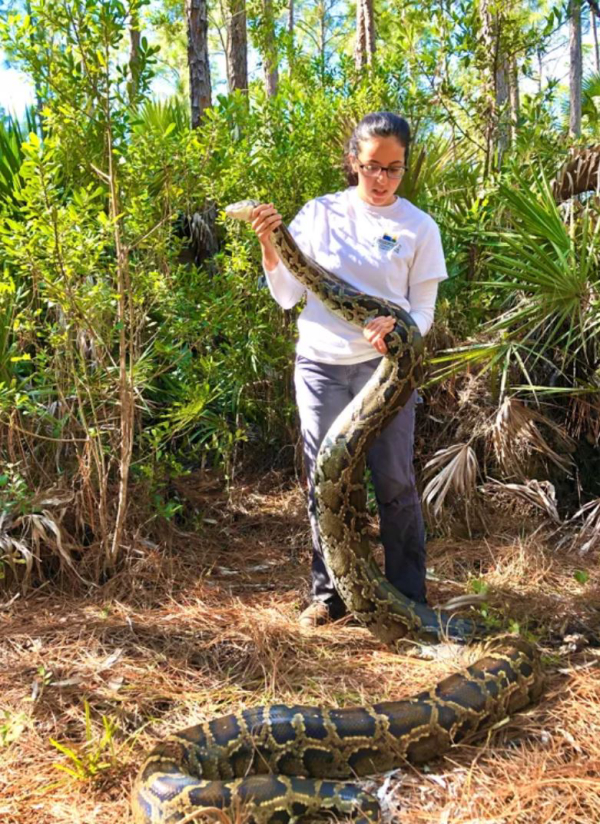 $10,000 Prize for Catching Florida's Giant Pythons | Water World Wire