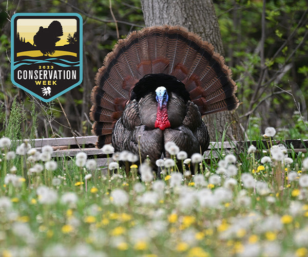NWTF Announces Dates for its 2023 Conservation Week