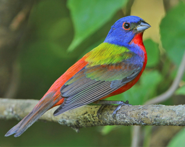 Painted Bunting Backyard Research