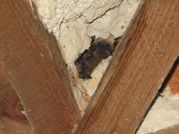 Living with Wildlife: Bats in Your House?