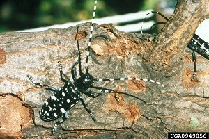 Take 10 to check trees for invasive Asian longhorned beetle