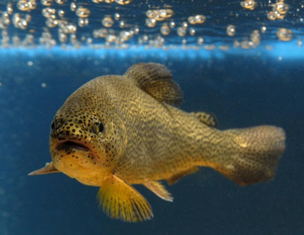 USFWS Proposes Removing Apache Trout from Endangered Species List