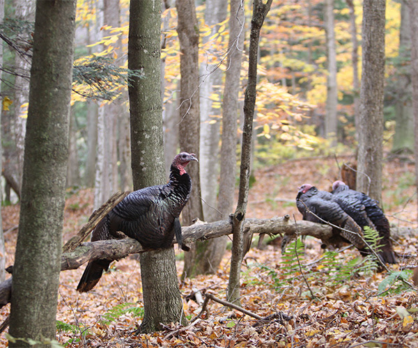 New Research Seeks to Provide Deeper Understanding of Wild Turkey Populations