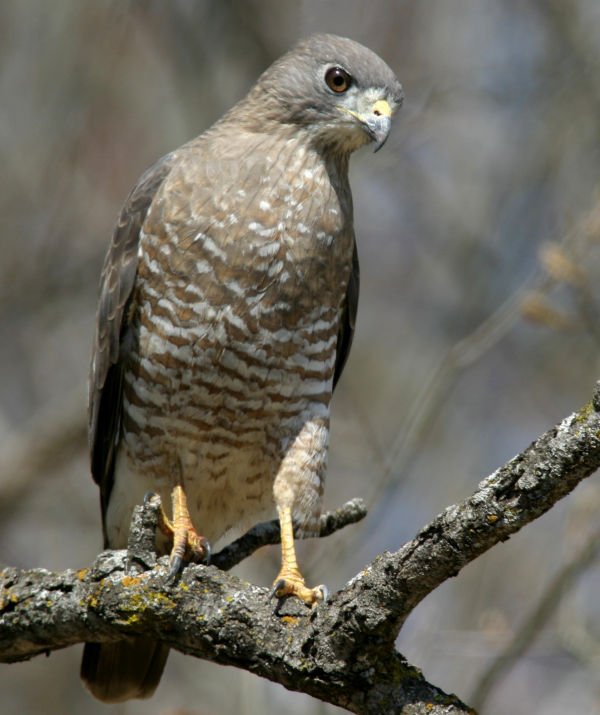 Monitoring Raptor Migrations