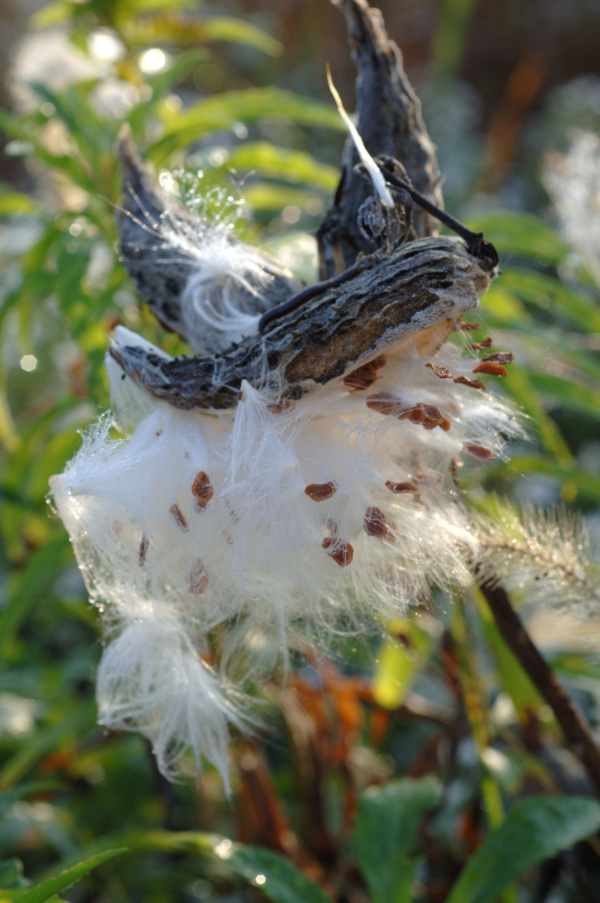Gather Milkweed Pods this Fall to Support Migrating Monarchs